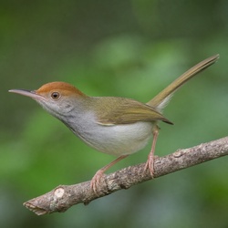Common Tailorbird Identification Guide