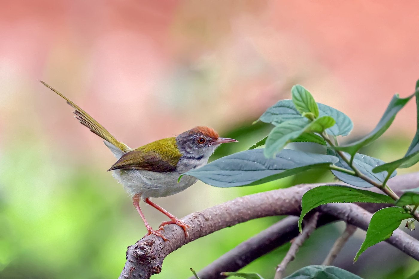 Common Tailorbird (Orthotomus sutorius)