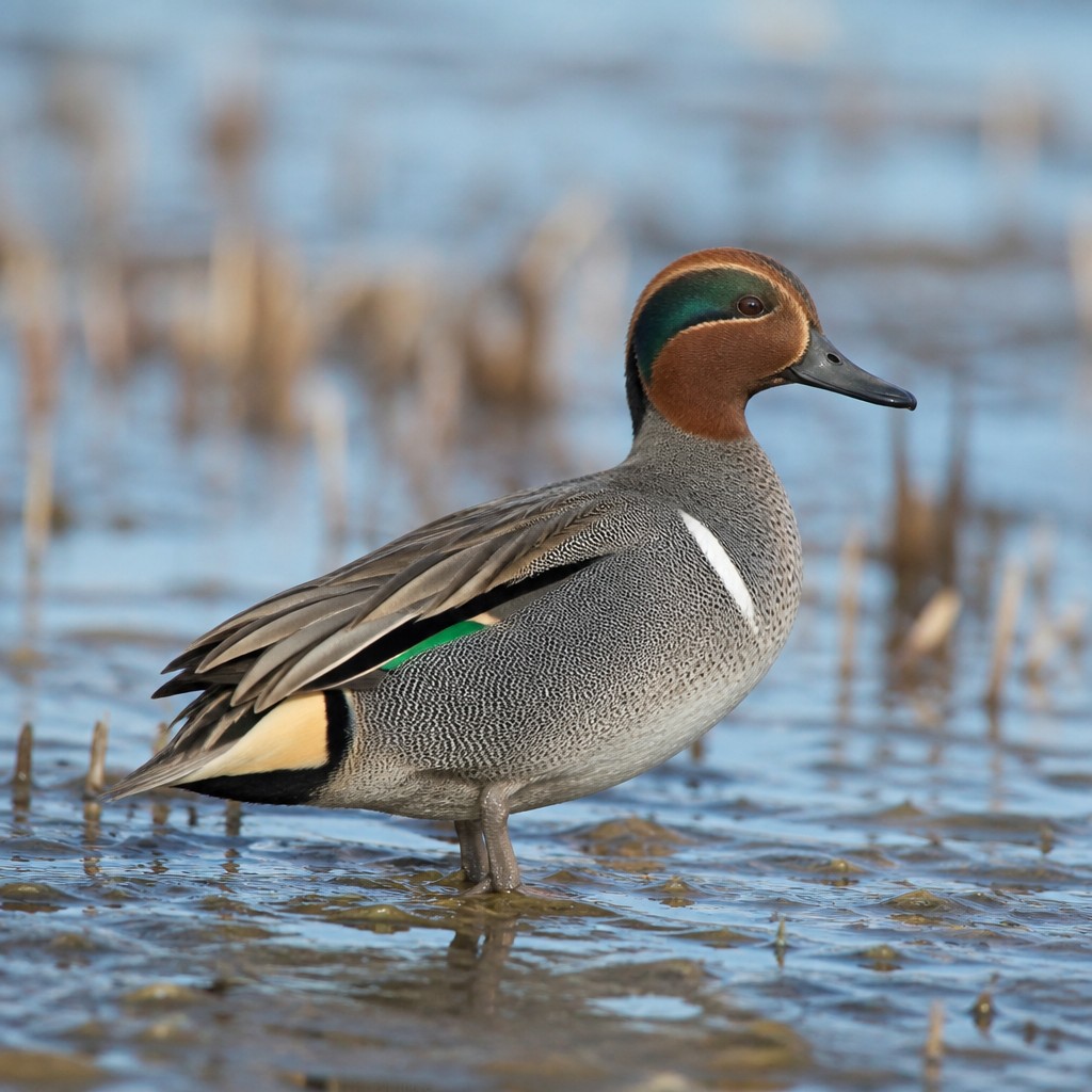 Common Teal
