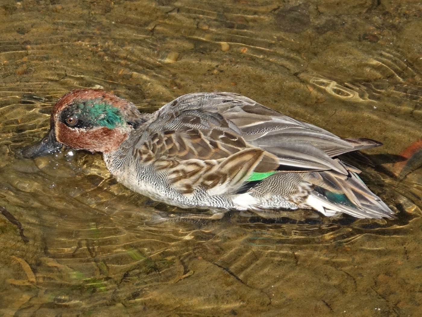 Common Teal (Anas crecca)