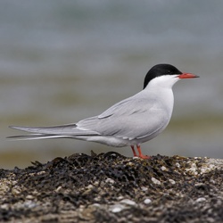 Common Tern Identification Guide