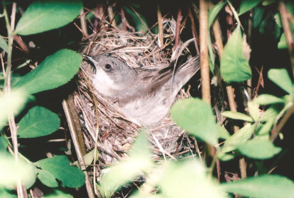 Common Whitethroat Identification Guide