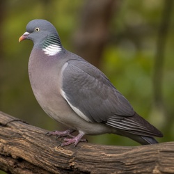 Common Wood Pigeon Identification Guide