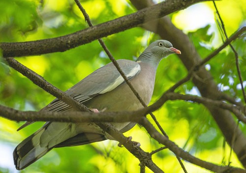 Common Wood Pigeon