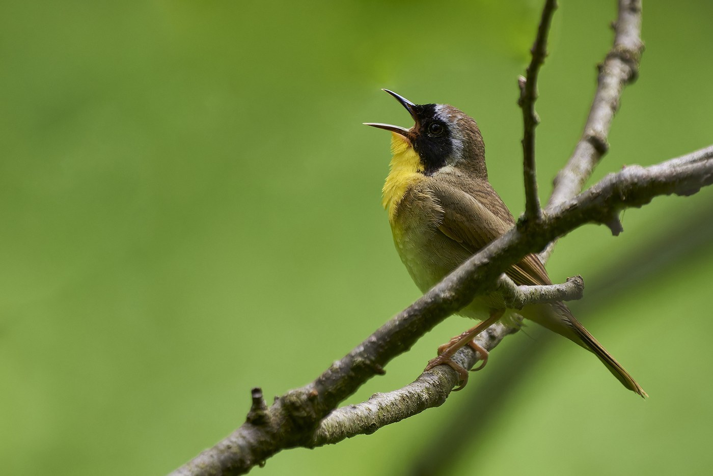 Common Yellowthroat (Geothlypis trichas)