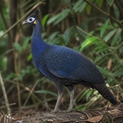 Congo Peafowl Identification Guide