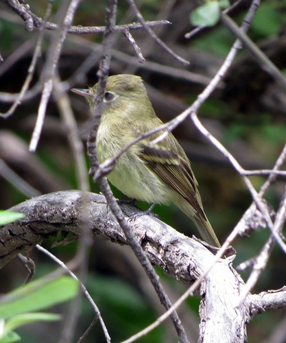 Cordilleran Flycatcher