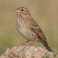 Corn Bunting Identification Guide