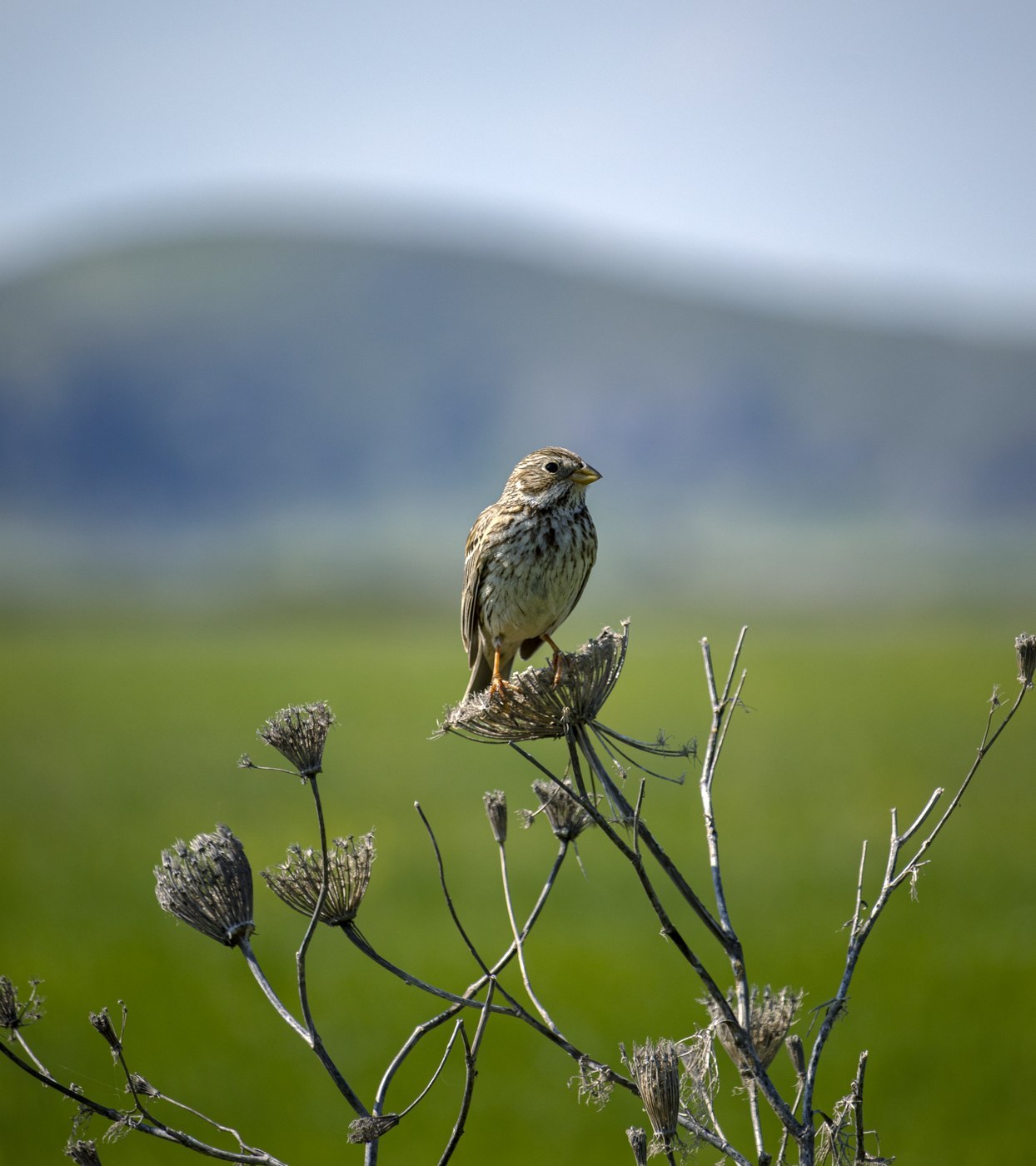 Corn Bunting (Emberiza calandra)