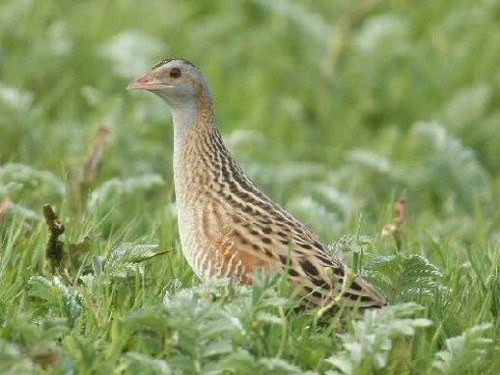 Corn Crake