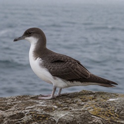 Cory's Shearwater Identification Guide