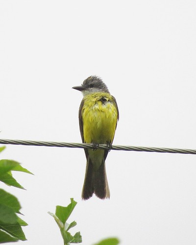 Couch's Kingbird