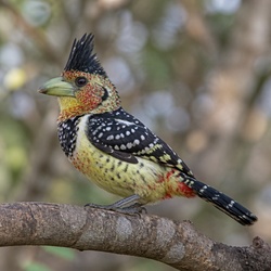 Crested Barbet Identification Guide
