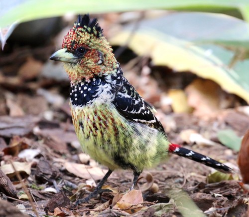 Crested Barbet