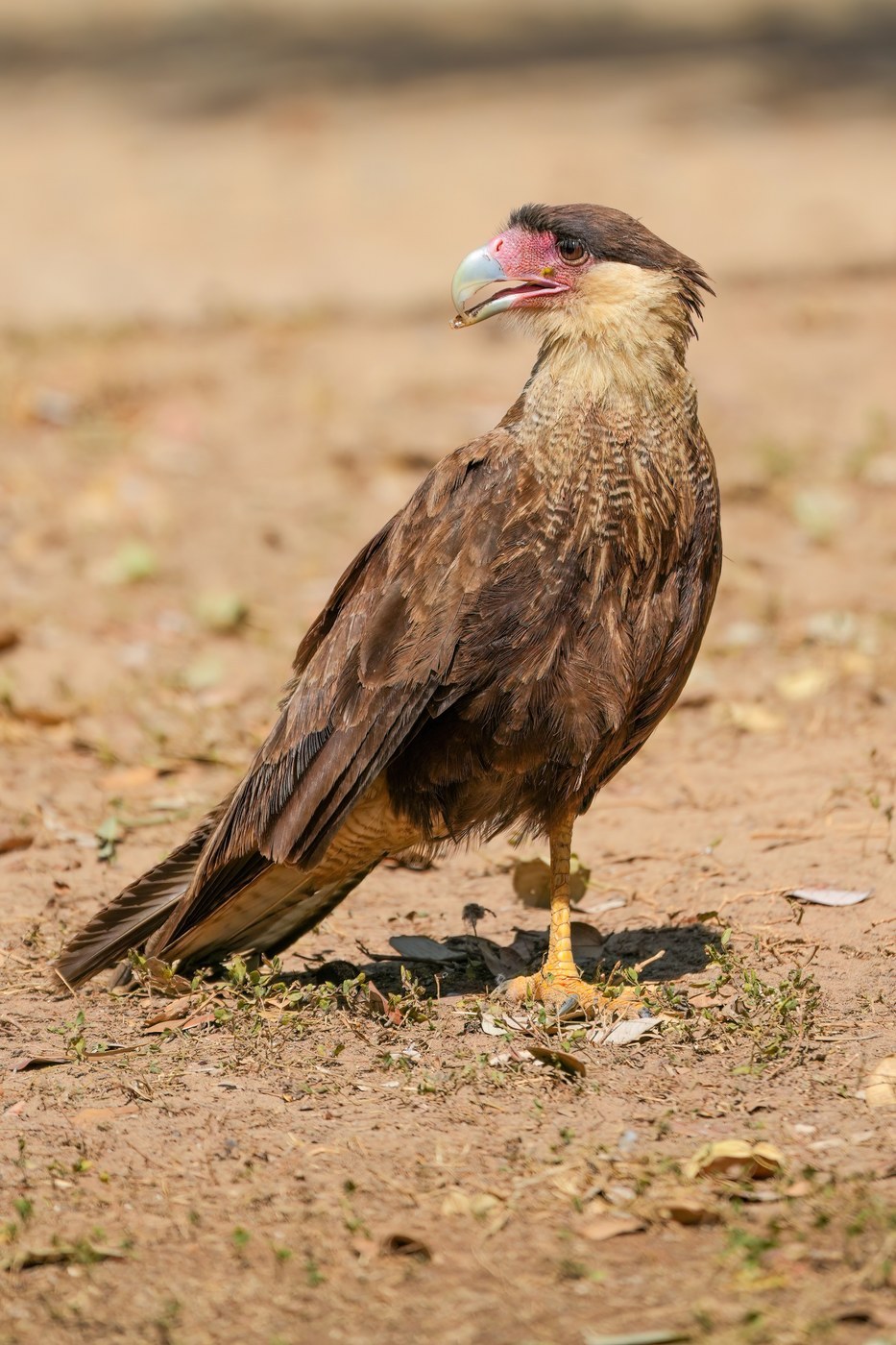 Crested Caracara (Caracara plancus)