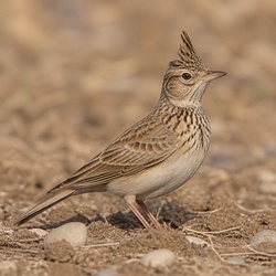Crested Lark Identification Guide