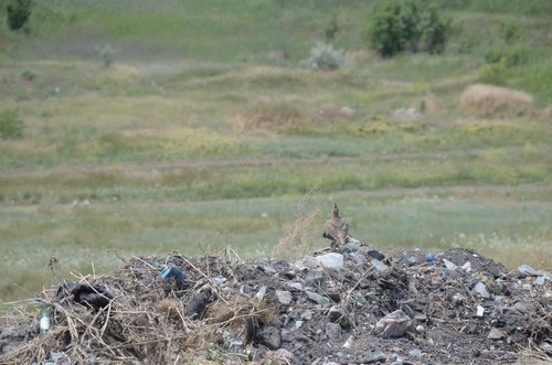 Crested Lark