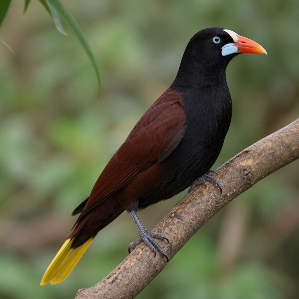 Crested Oropendola (Psarocolius decumanus)