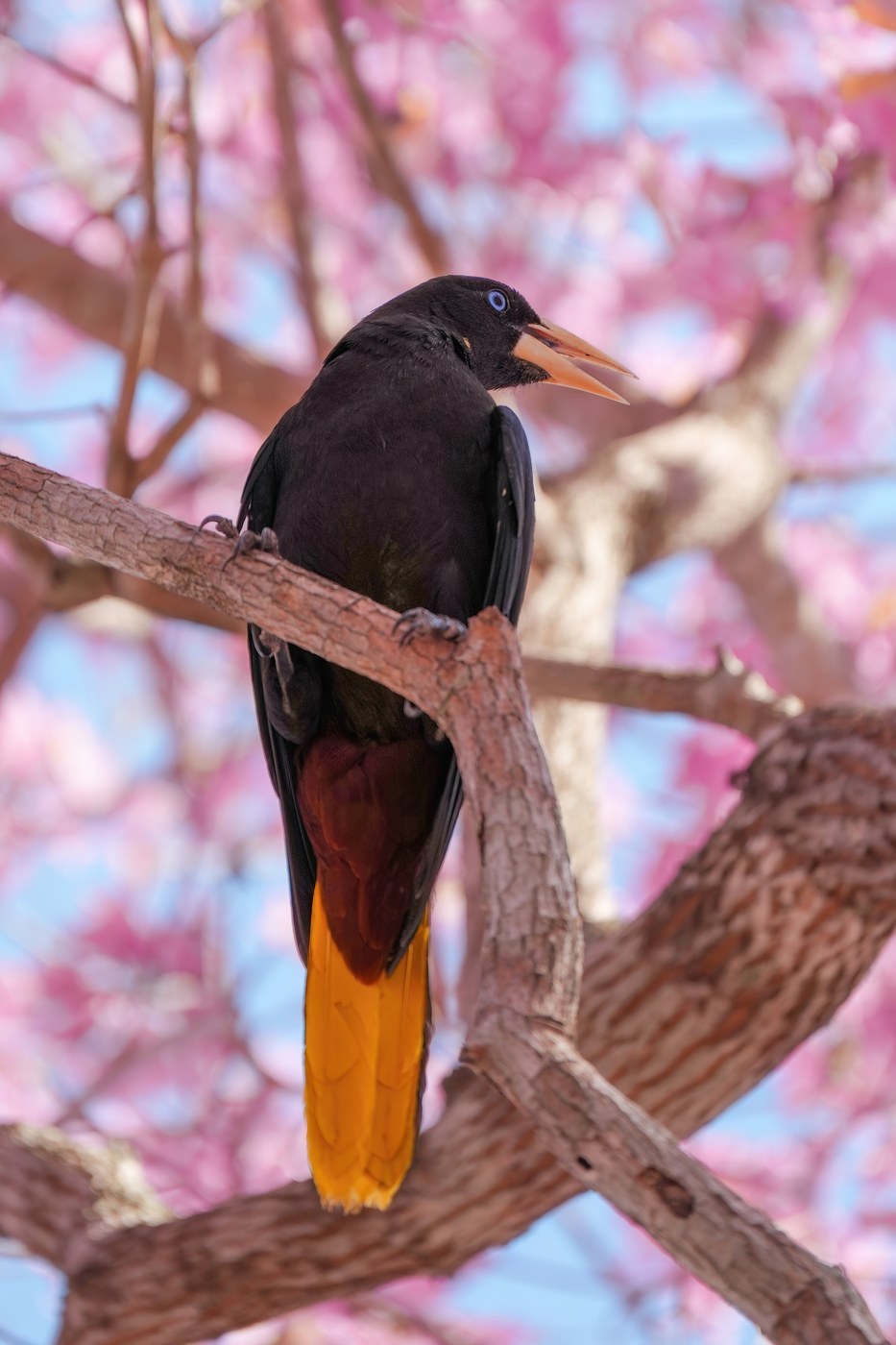 Crested Oropendola (Psarocolius decumanus)