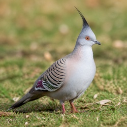 Crested Pigeon Identification Guide