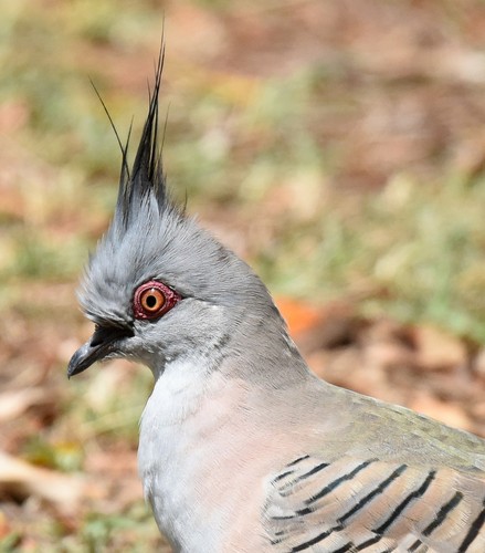 Crested Pigeon