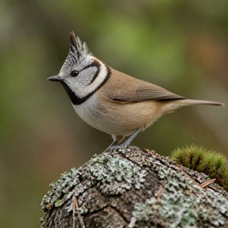 Crested Tit Identification Guide