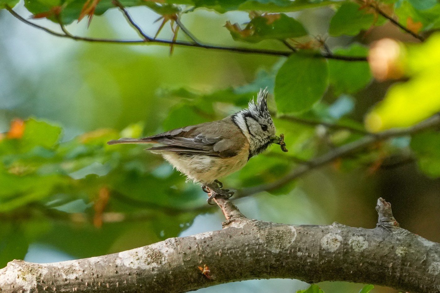 Crested Tit (Lophophanes cristatus)