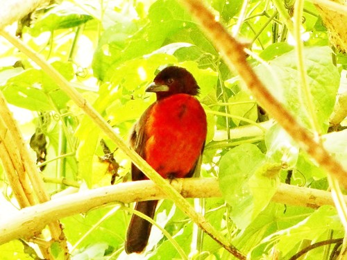 Crimson-backed Tanager