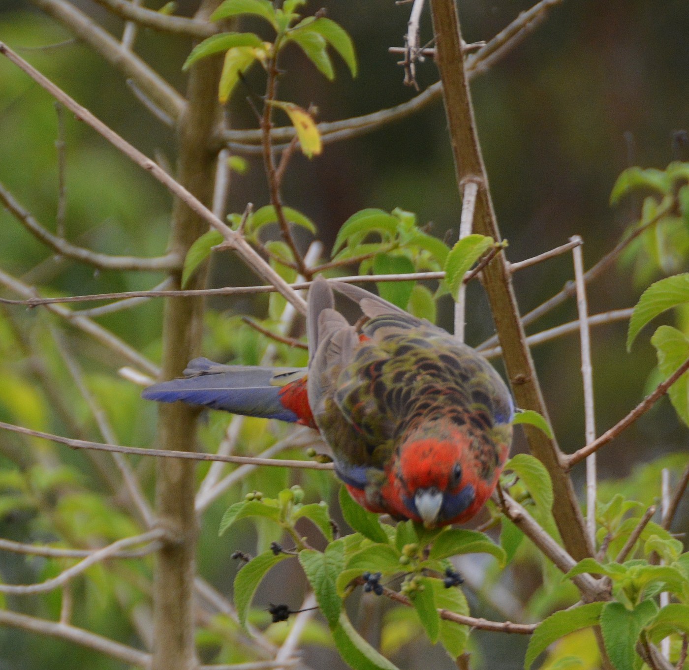 Crimson Rosella (Platycercus elegans)