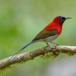 Crimson Sunbird Identification Guide
