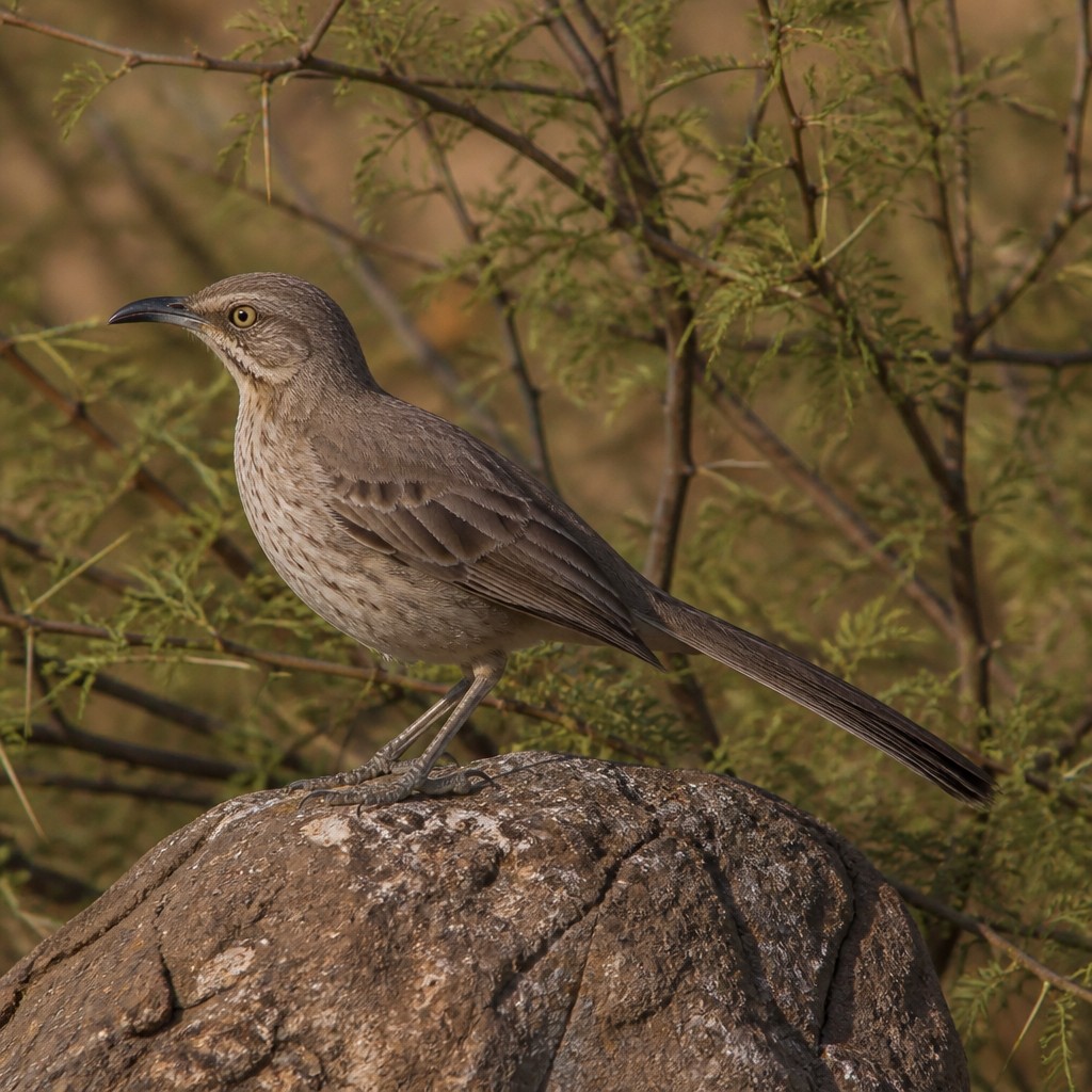 Crissal Thrasher (Toxostoma crissale)