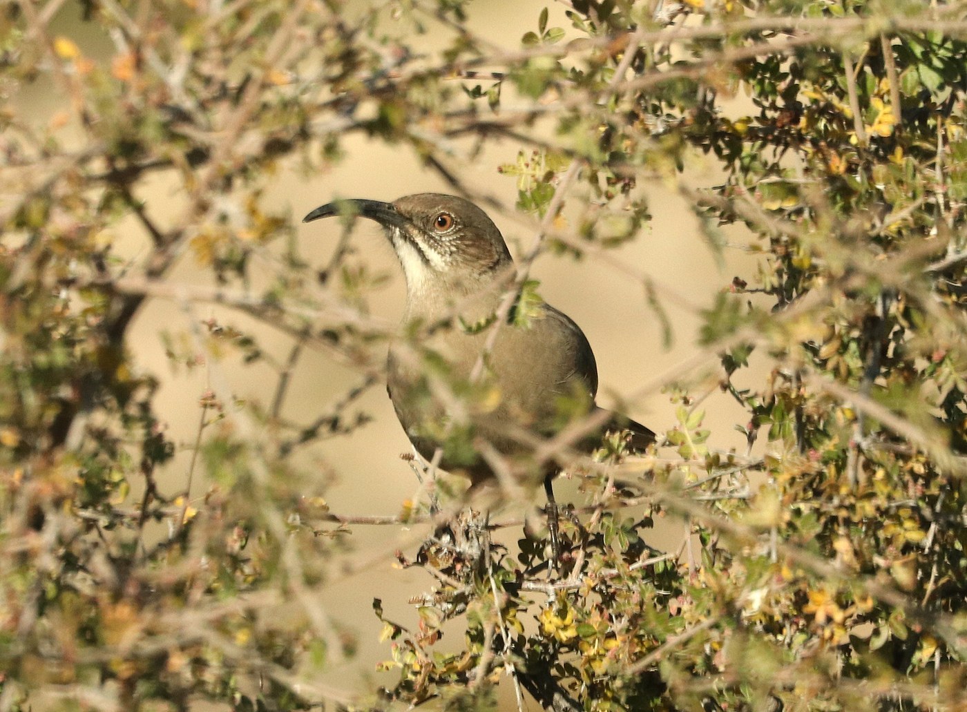 Crissal Thrasher (Toxostoma crissale)