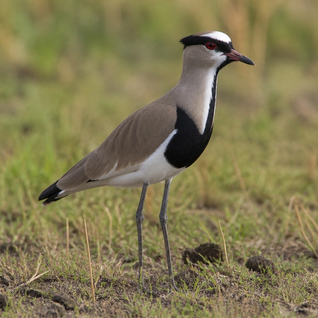 Crowned Lapwing