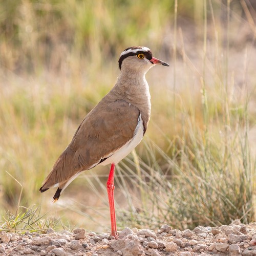 Crowned Lapwing