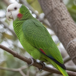 Cuban Amazon Identification Guide