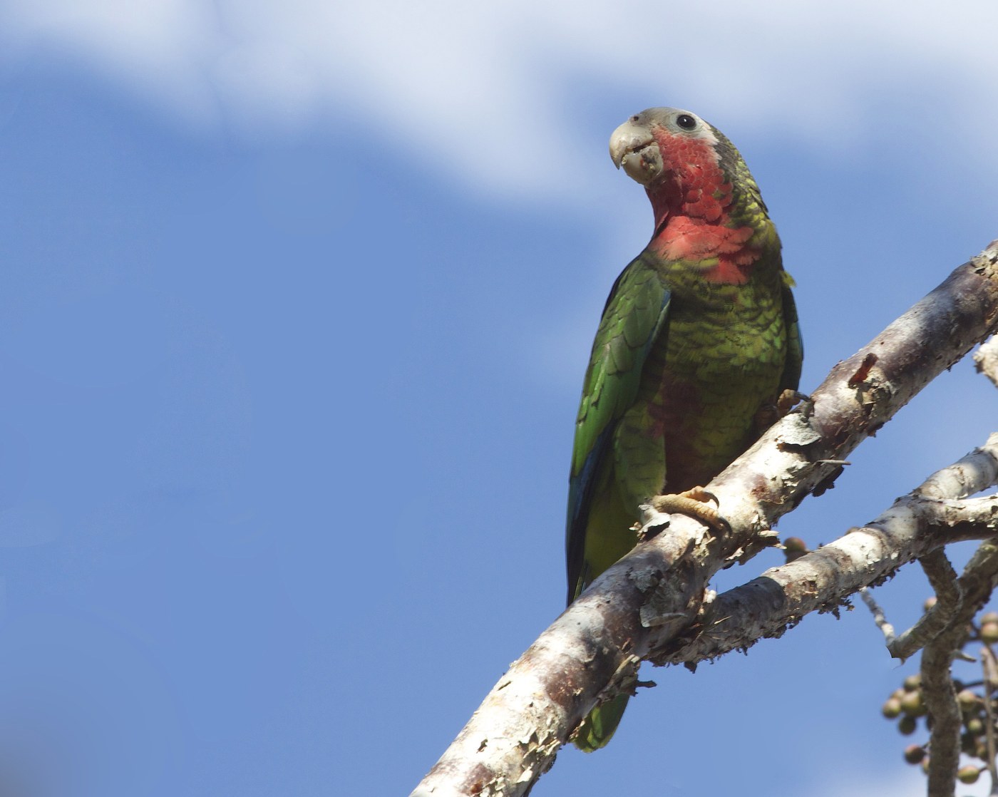 Cuban Amazon (Amazona leucocephala)