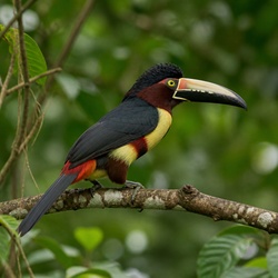 Curl-crested Aracari Identification Guide