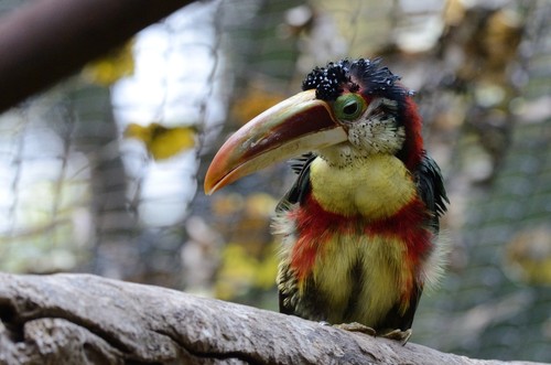 Curl-crested Aracari