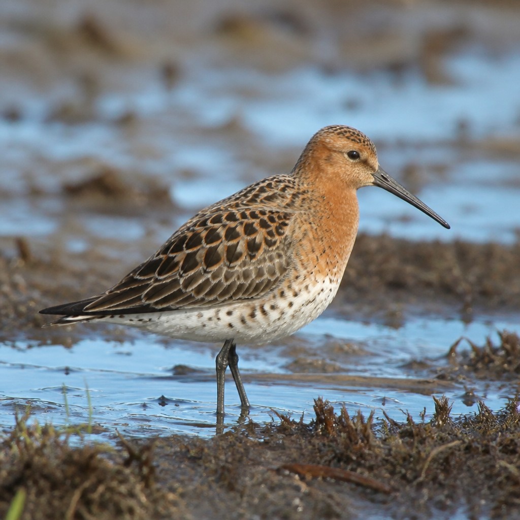 Curlew Sandpiper