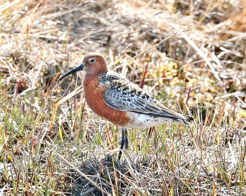 Curlew Sandpiper