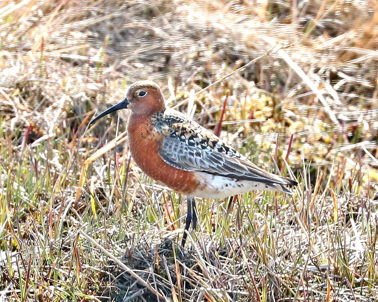 Curlew Sandpiper (Calidris ferruginea)