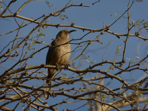 Curve-billed Thrasher