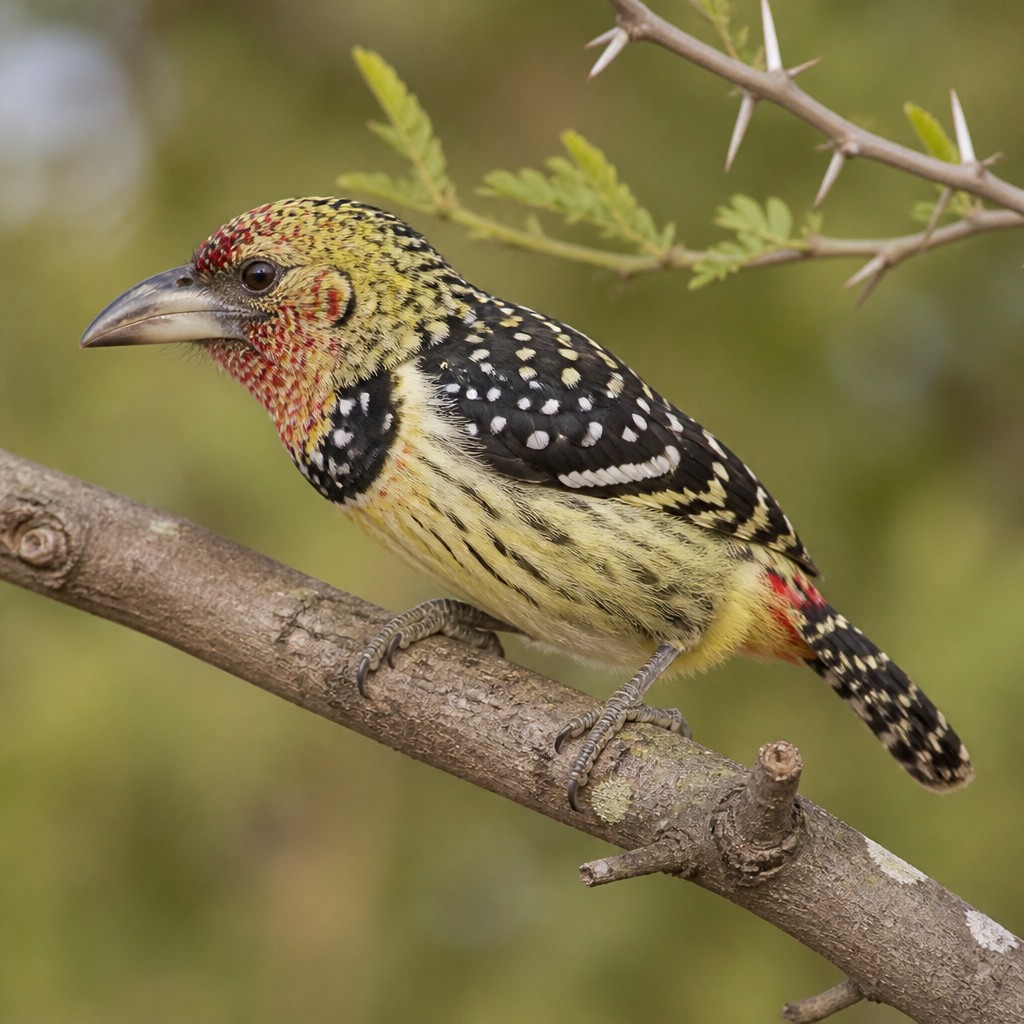 D'Arnaud's Barbet
