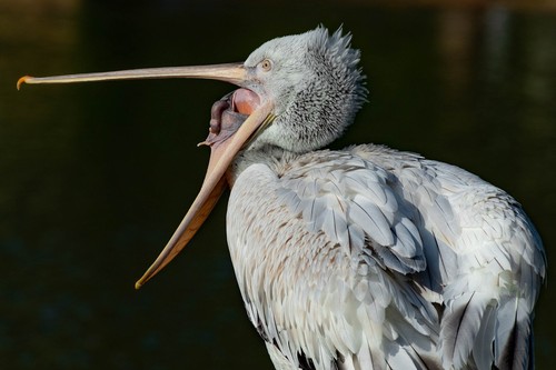 Dalmatian Pelican