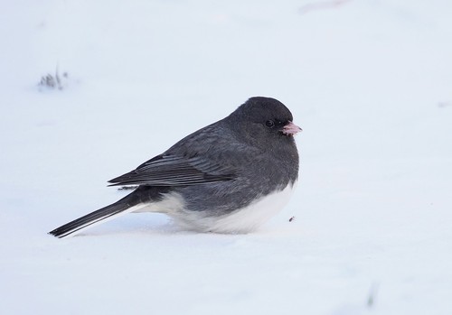 Dark-eyed Junco