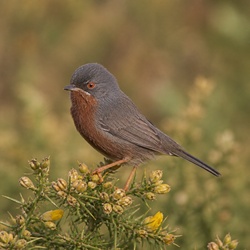Dartford Warbler Identification Guide