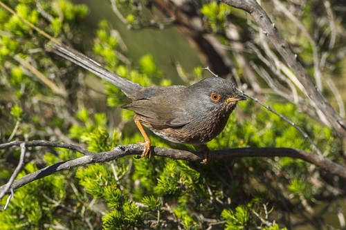 Dartford Warbler