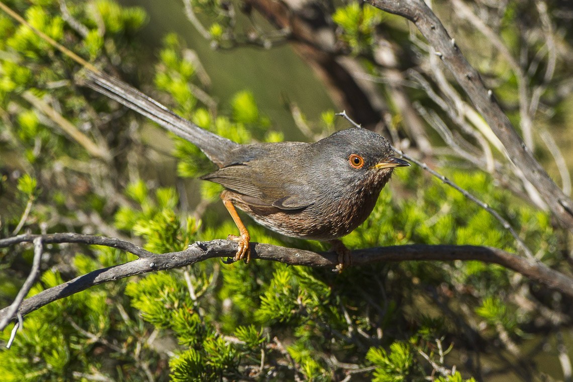 Dartford Warbler (Curruca undata)