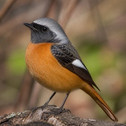 Daurian Redstart Identification Guide