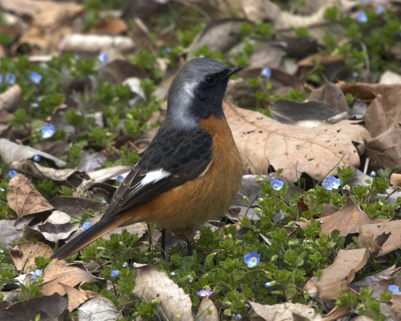 Daurian Redstart (Phoenicurus auroreus)
